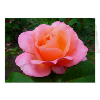 Rosa rosa