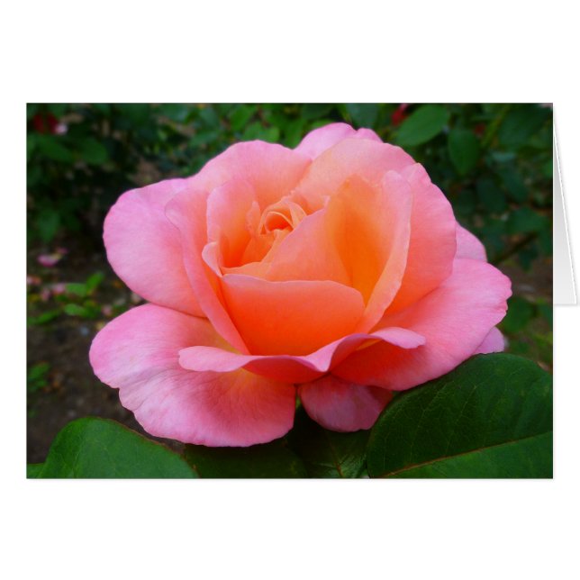 Rosa rosa (Anverso (Horizontal))