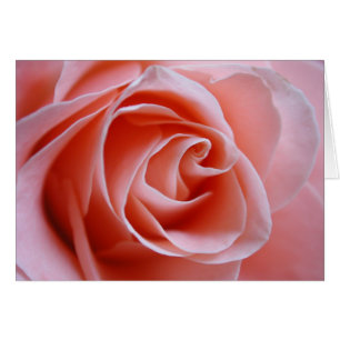 Rosa rosa