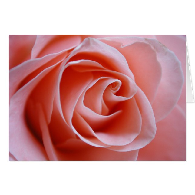 Rosa rosa (Anverso (Horizontal))
