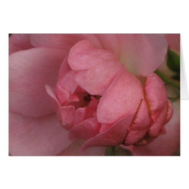 Rosa rosa (Anverso (Horizontal))