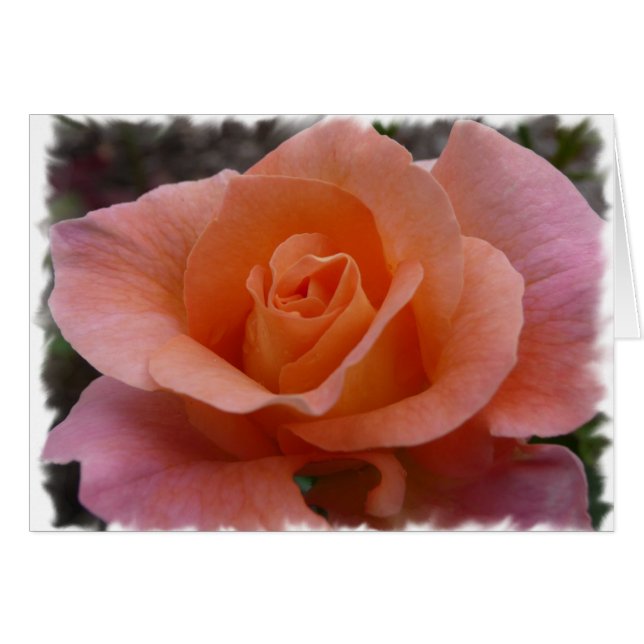 Rosa rosa (Anverso (Horizontal))