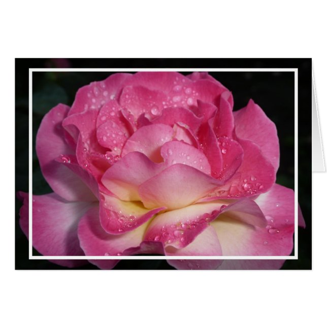 Rosa rosa (Anverso (Horizontal))