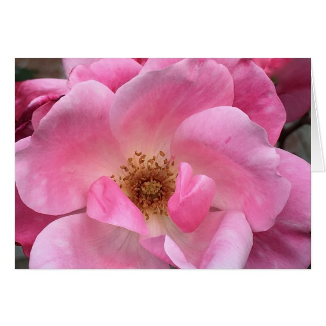 Rosa rosa (Anverso (Horizontal))