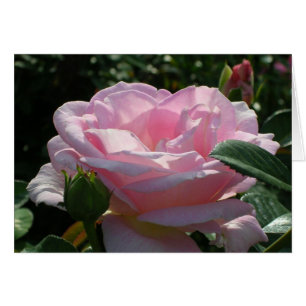 Rosa rosa