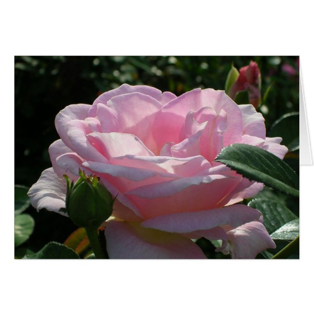 Rosa rosa (Anverso (Horizontal))