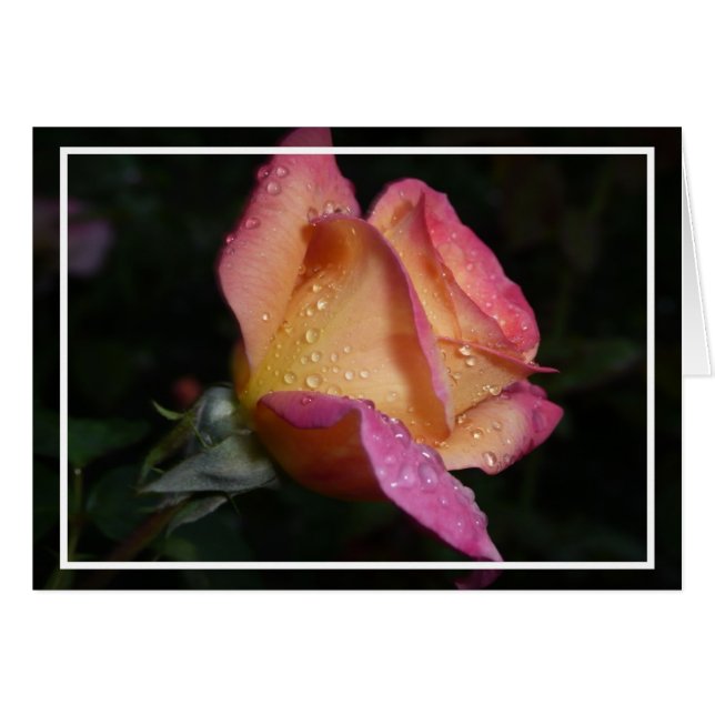 Rosa rosa (Anverso (Horizontal))