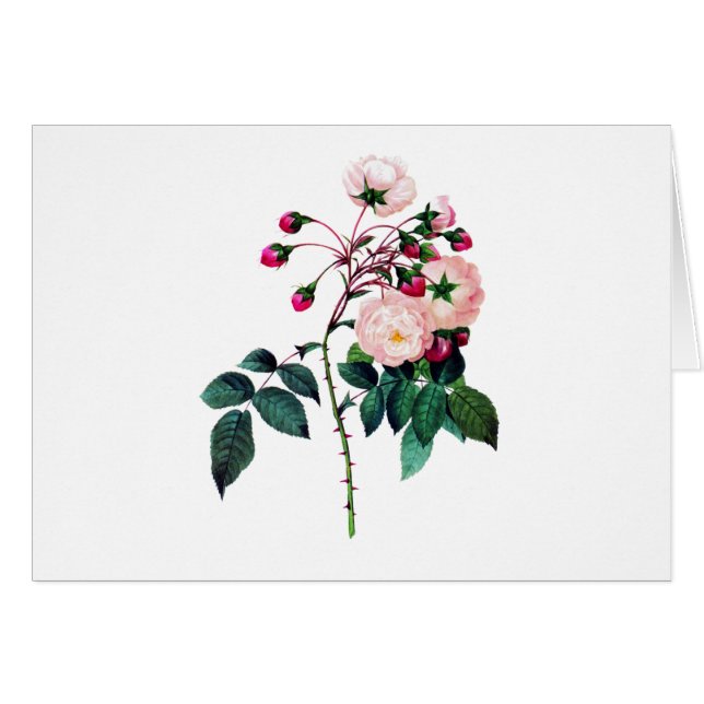 Rosa Rosa Adelaide D'Orleans por Pierre Redoute (Anverso (Horizontal))