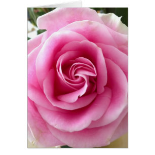 Rosa Rosa Bella