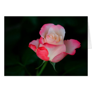Rosa rosa-blanca