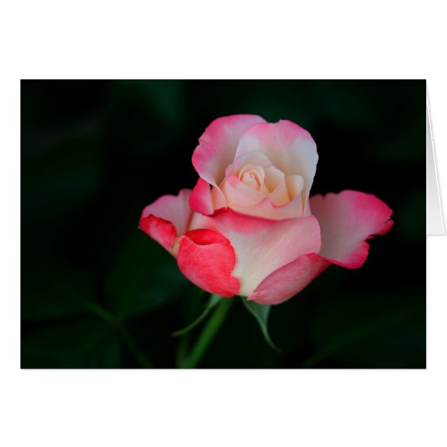 Rosa rosa-blanca (Anverso (Horizontal))