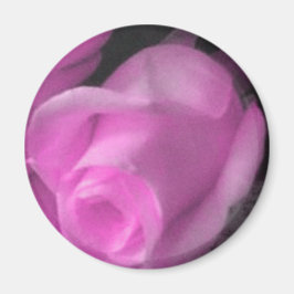 Rosa Rosa Bud 2 imán de 1/4 pulgada