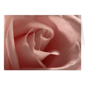 Rosa rosa claro