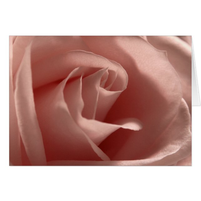 Rosa rosa claro (Anverso (Horizontal))