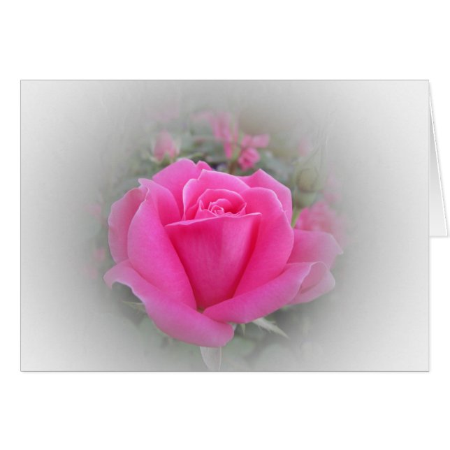 Rosa rosa con blanco (Anverso (Horizontal))