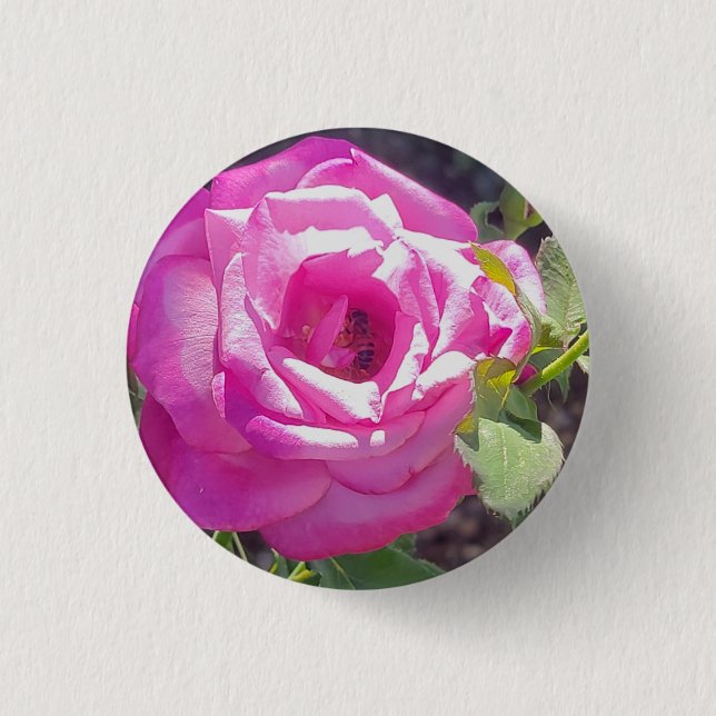 Rosa rosa con un botón de abeja (Anverso)