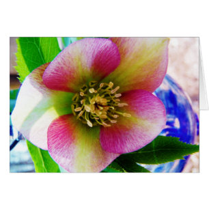 Rosa rosa de Cuaresma,