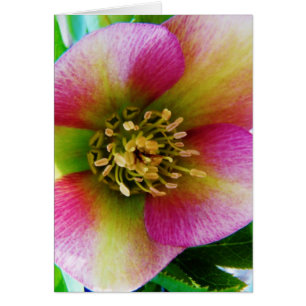 Rosa rosa de Cuaresma,