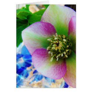 Rosa rosa de Cuaresma bola de vidrio azul
