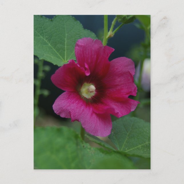 Rosa rosa de la postal Sharon (Anverso)