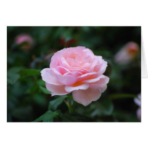 Rosa rosa delgado