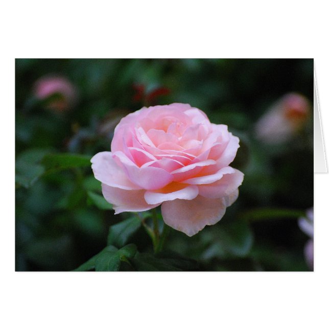 Rosa rosa delgado (Anverso (Horizontal))