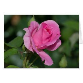 Rosa rosa en blanco dentro