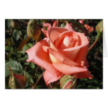 Rosa Rosa Melocotón