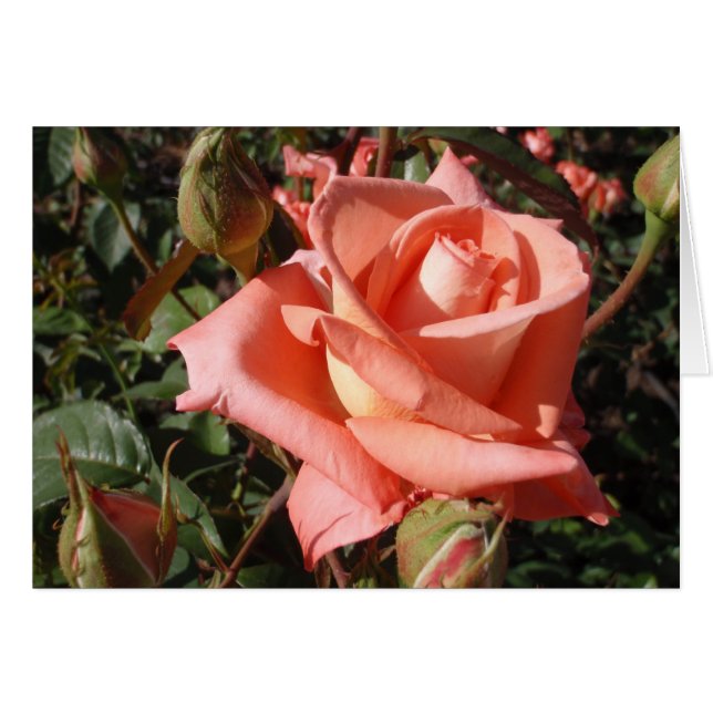 Rosa Rosa Melocotón (Anverso (Horizontal))