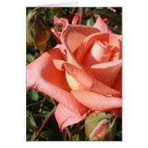 Rosa Rosa Melocotón