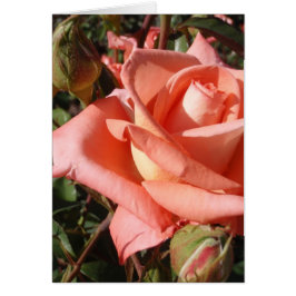 Rosa Rosa Melocotón