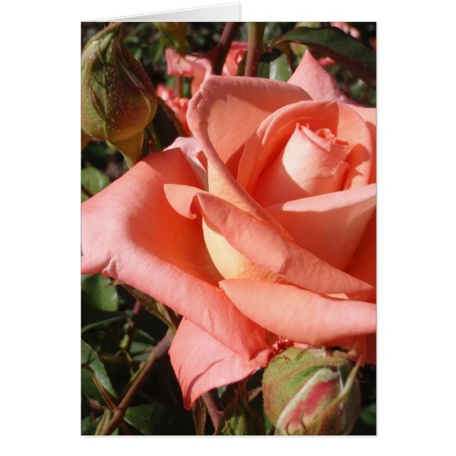 Rosa Rosa Melocotón (Frente)
