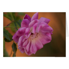 Rosa rosa polvoriento