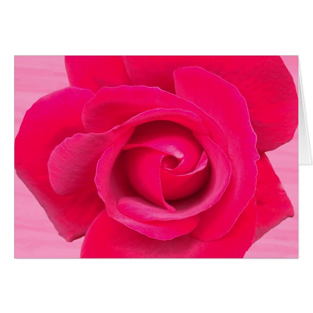 Rosa Rosa Roja Romántica (Anverso (Horizontal))