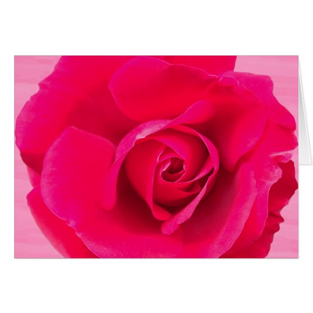 Rosa rosa rojo romántico v2 (Anverso (Horizontal))