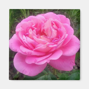 Rosa rosa romántica 'Leonardo Da Vinci' Imán