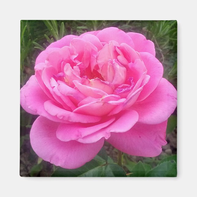 Rosa rosa romántica 'Leonardo Da Vinci'  Imán (Frente)
