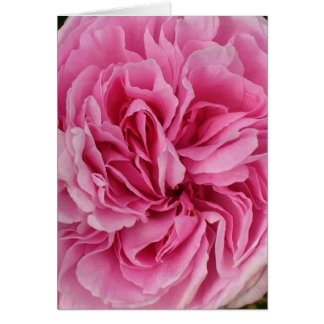 Rosa Rosa rosa