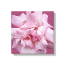 rosa rosa rosa rosa rosa bello arte moderno