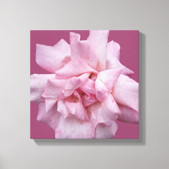 rosa rosa rosa rosa rosa bello arte moderno (Anverso)