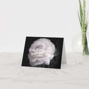 Rosa rosa rosa ultra pálido, tarjeta de saludo en 