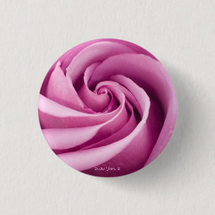 Rosa Rosa Rosada doblado al botón Perfección