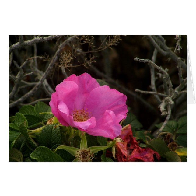 Rosa Rosa Rugosa (Anverso (Horizontal))