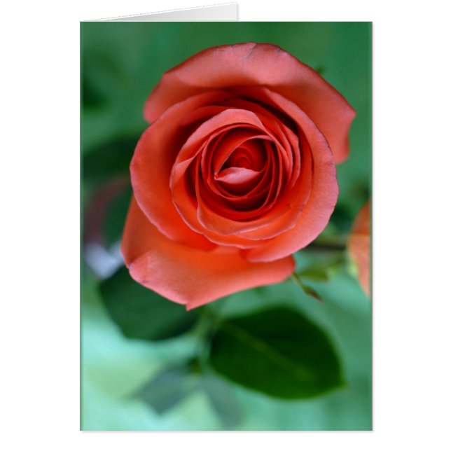 Rosa rosa simple (Frente)