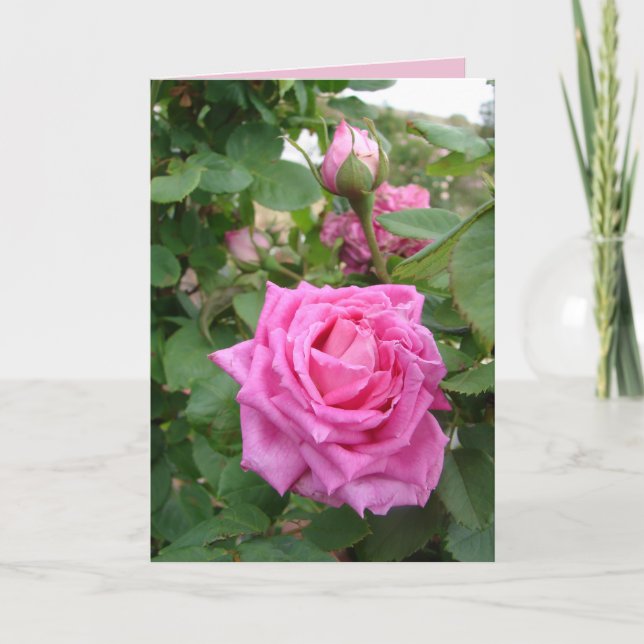 Rosa rosa Vintage Rosas floridos jardín Tarjeta (Anverso)
