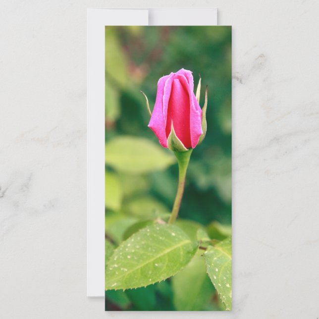 Rosa rosado (Anverso)