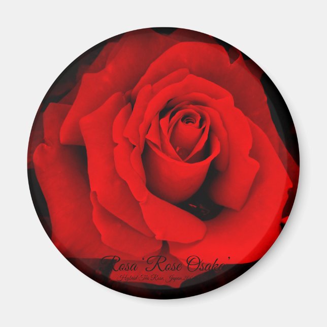 Rosa ‘Rose Osaka’: Imán redondo (Frente)