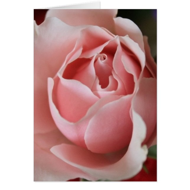 Rosa Rosebud (Frente)