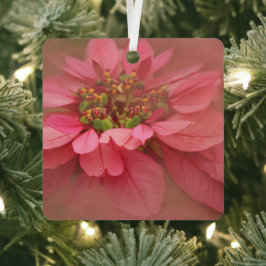 Rosa Rubor Poinsettias Arte Digital Ornamento Meta