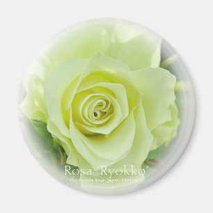 Rosa Ryokko imán